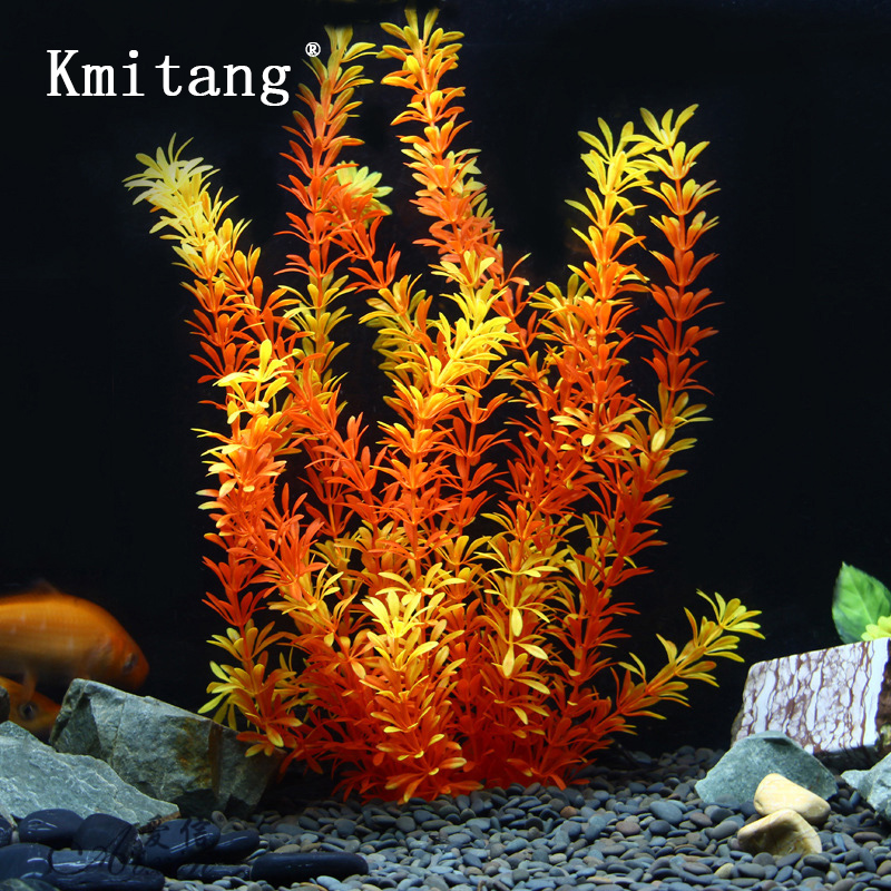 Marine Fish Tank - 100Cm Thực Vật Nhiệt Đới Lớn