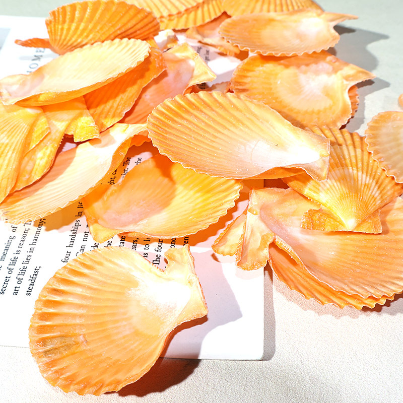 Best Yellow scallop shell fish - đánh giá và giá Marine Fish Tank