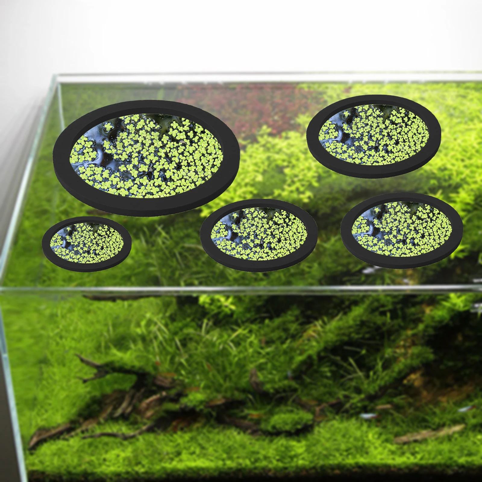 5Pcs EVA Fish Feeding Ring Aqu - đánh giá và giá Ocean Aquarium