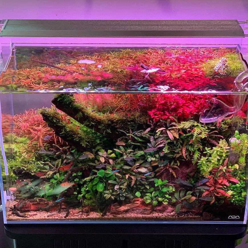 WEEK AQUA Aquarium Led Vivid L - đánh giá và giá Reef Lighting